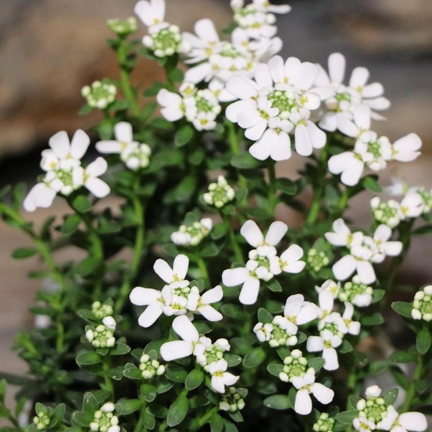 宿根イベリス 3〜3.5号ポット苗 イベリス 寄せ植え 花壇 鉢植え 純白