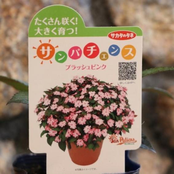 サンパチェンス ブラッシュピンク 3 5号ポット苗 インパチェンス 寄せ植え 花壇 Impatiens5 グリーンプラザ山長ヤフーショッピング店 通販 Yahoo ショッピング