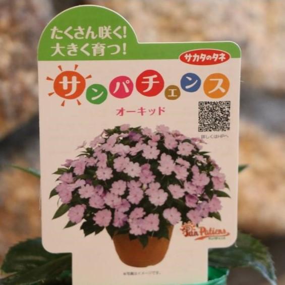サンパチェンス オーキッド 3 5号ポット苗 インパチェンス 寄せ植え 花壇 Impatiens7 グリーンプラザ山長 通販 Yahoo ショッピング