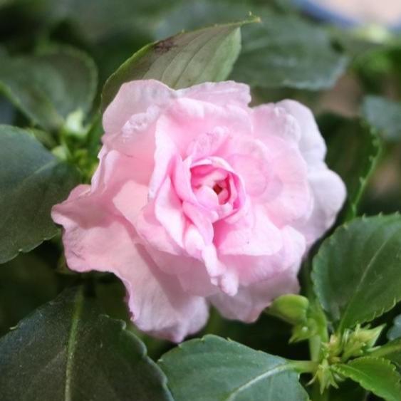 バラ咲き インパチェンス カリフォルニアローズ フィエスタ アップルブロッサム 5号鉢 大株 寄せ植え 花壇 Impatienswalleriana1 グリーンプラザ山長ヤフーショッピング店 通販 Yahoo ショッピング