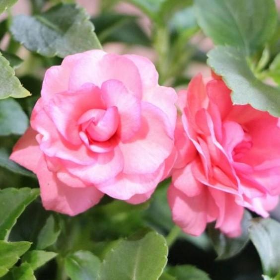 バラ咲き インパチェンス カリフォルニアローズ フィエスタ ピンクラッフル 5号鉢 大株 寄せ植え 花壇 Impatienswalleriana2 グリーンプラザ山長ヤフーショッピング店 通販 Yahoo ショッピング