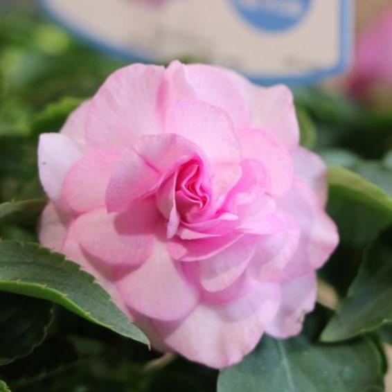 バラ咲き インパチェンス カリフォルニアローズ フィエスタ ラベンダーオーキッド 5号鉢 大株 寄せ植え 花壇 Impatienswalleriana4 グリーンプラザ山長ヤフーショッピング店 通販 Yahoo ショッピング