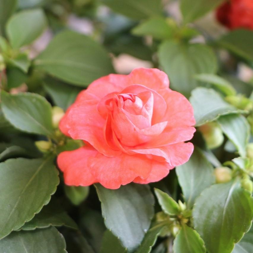 花花さま バラ 苗 【公式通販】