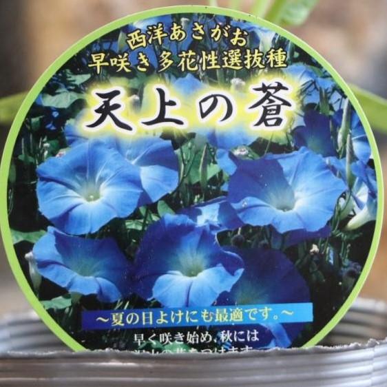 西洋あさがお 天上の蒼 3 5号ポット苗 朝顔 緑のカーテン Ipomoea2 グリーンプラザ山長 通販 Yahoo ショッピング