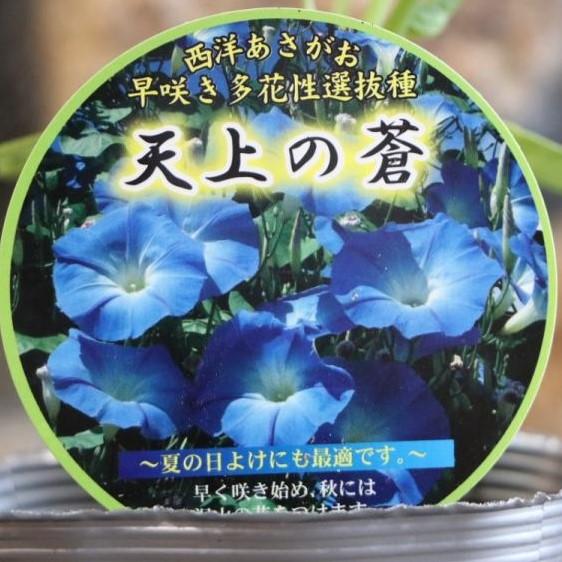 西洋あさがお 天上の蒼 3 5号ポット苗 朝顔 緑のカーテン Ipomoea2 グリーンプラザ山長 通販 Yahoo ショッピング