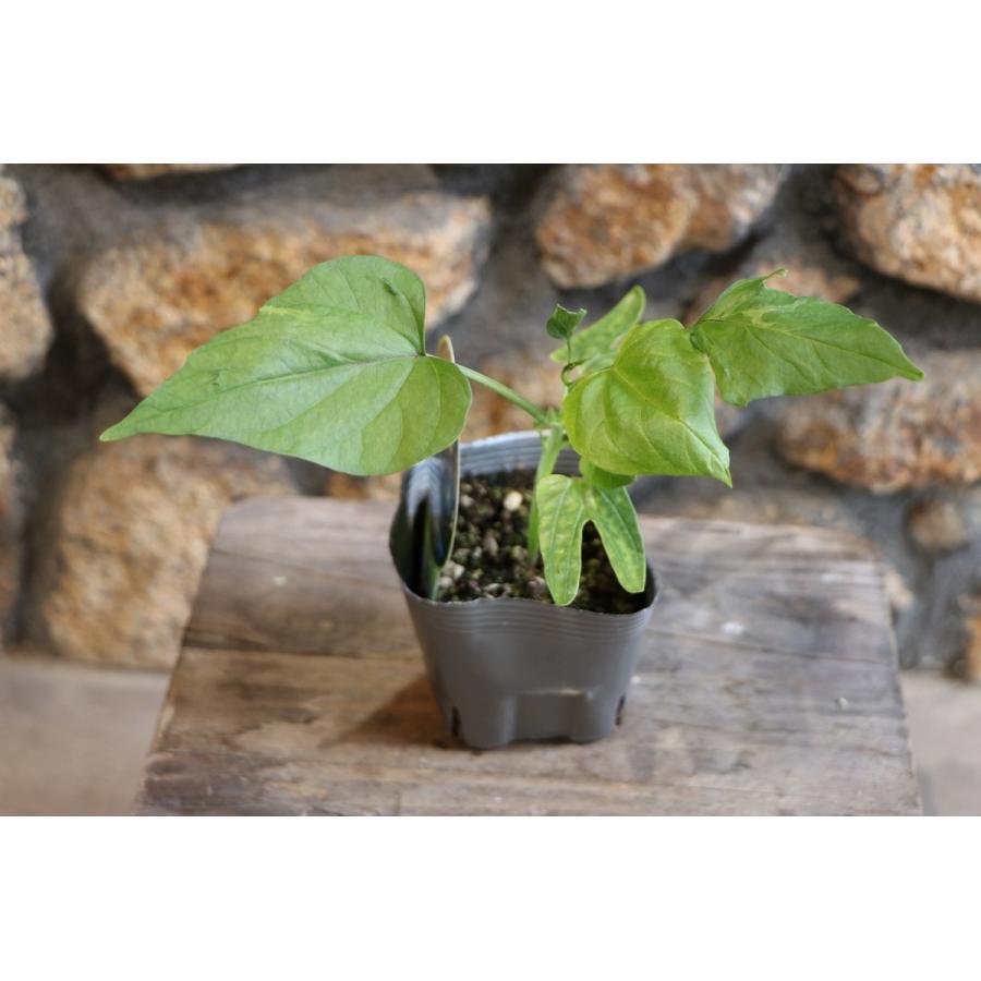 西洋あさがお 天上の蒼 3 5号ポット苗 朝顔 緑のカーテン Ipomoea2 グリーンプラザ山長ヤフーショッピング店 通販 Yahoo ショッピング