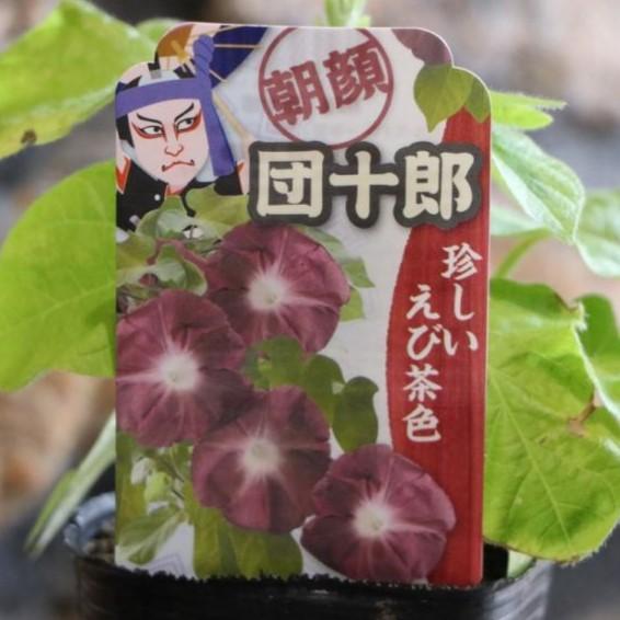 朝顔 団十郎 3号ポット苗 アサガオ 希少 鉢植え 花壇 Ipomoea3 グリーンプラザ山長ヤフーショッピング店 通販 Yahoo ショッピング