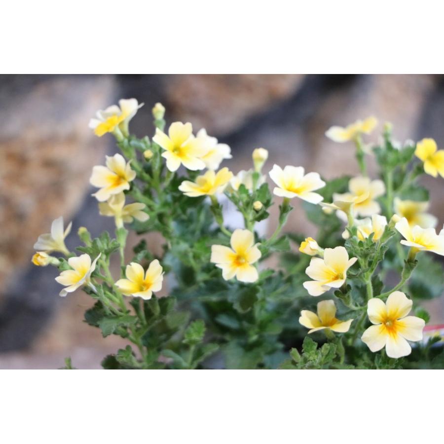 ジャメスブリタニア スターダム 3号ポット苗 寄せ植え 花壇 :jamesbrittenia1:グリーンプラザ山長ヤフーショッピング店 - 通販 -  Yahoo!ショッピング