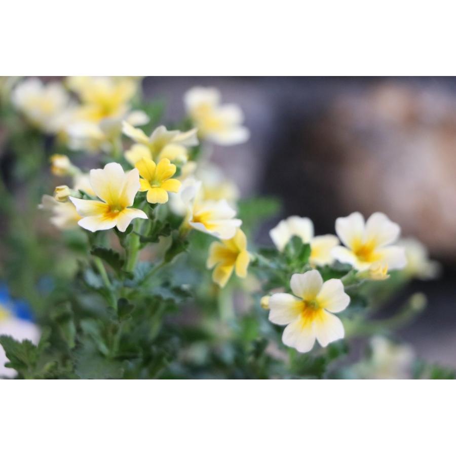 人気カラーの 【新入荷！】ジャメスブリタニア スターダム 黄色