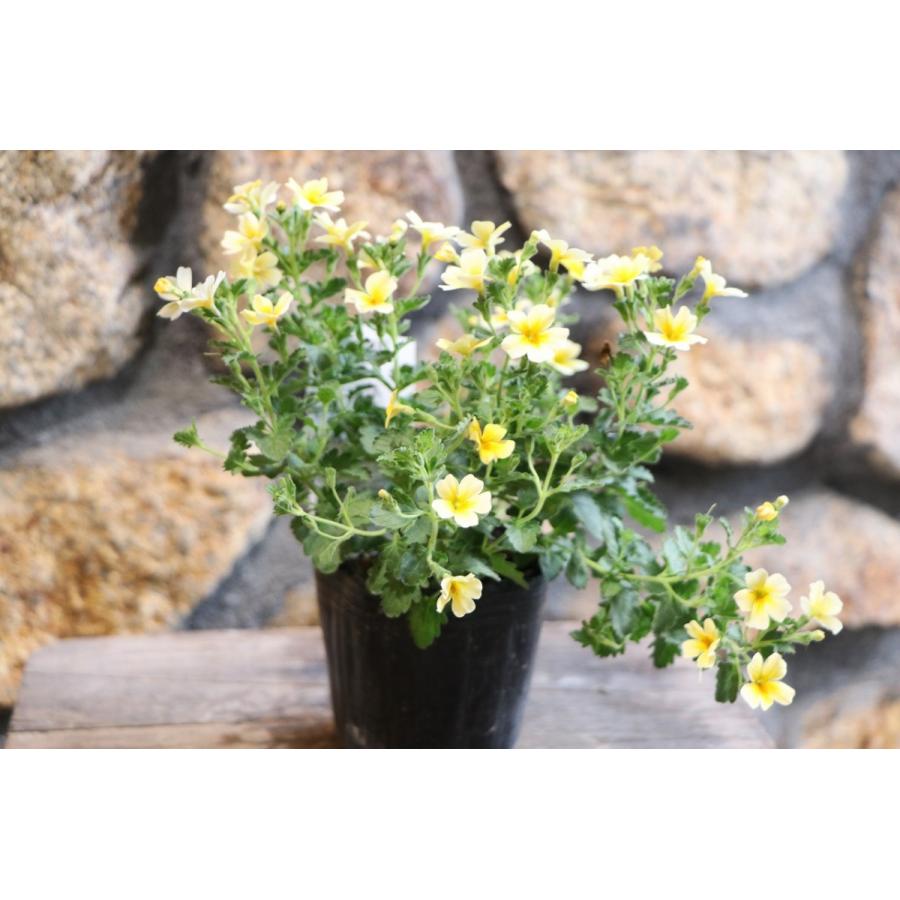 人気カラーの 【新入荷！】ジャメスブリタニア スターダム 黄色