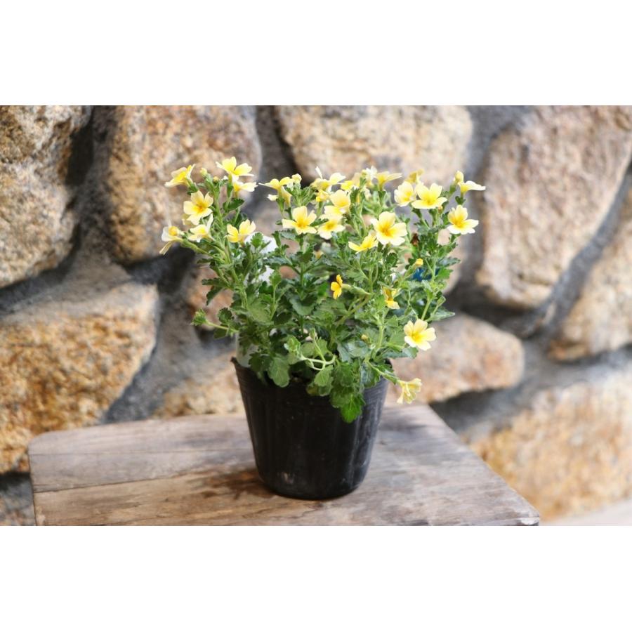 人気カラーの 【新入荷！】ジャメスブリタニア スターダム 黄色