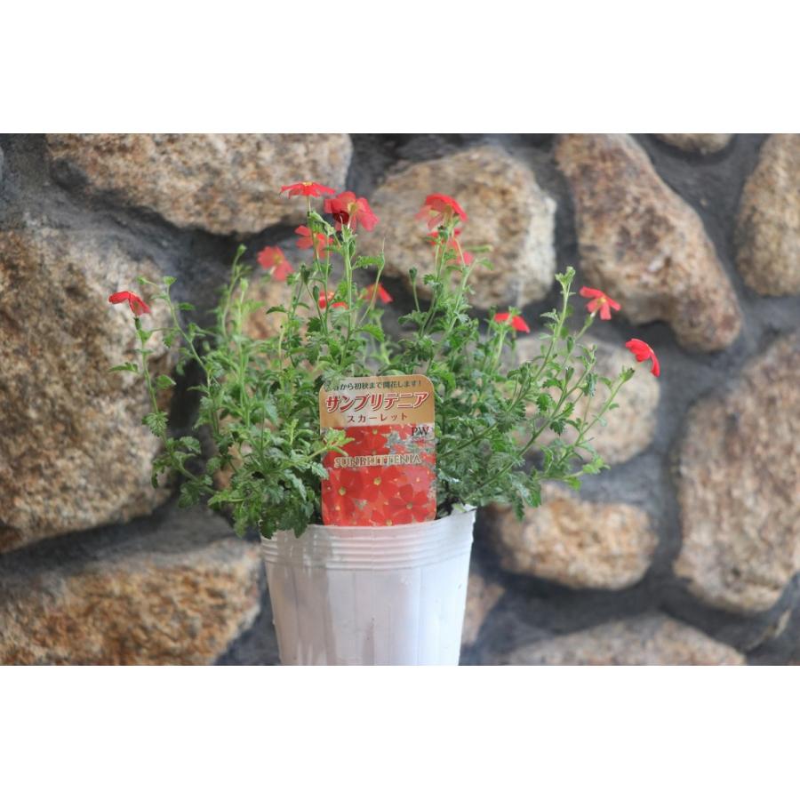 サンブリテニア スカーレット 3 5号ポット苗 寄せ植え 花壇 Jamesbritteniascarlet グリーンプラザ山長 通販 Yahoo ショッピング