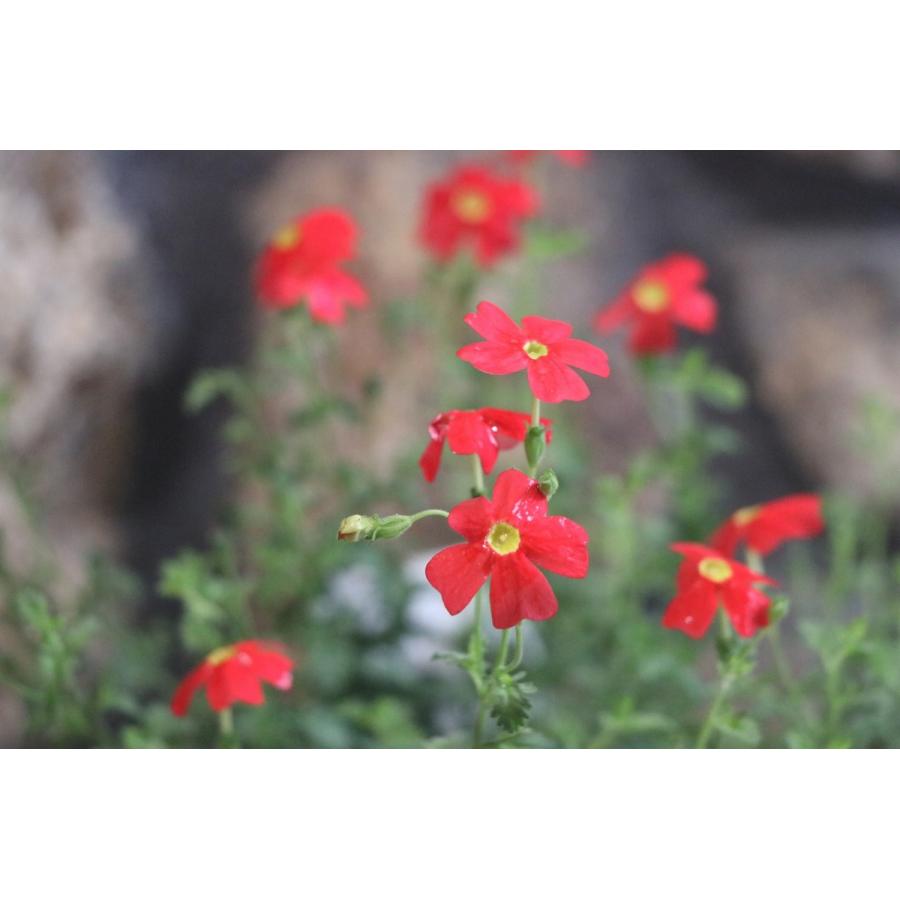 サンブリテニア スカーレット 3〜3.5号ポット苗 寄せ植え 花壇｜gp-yamacho｜05