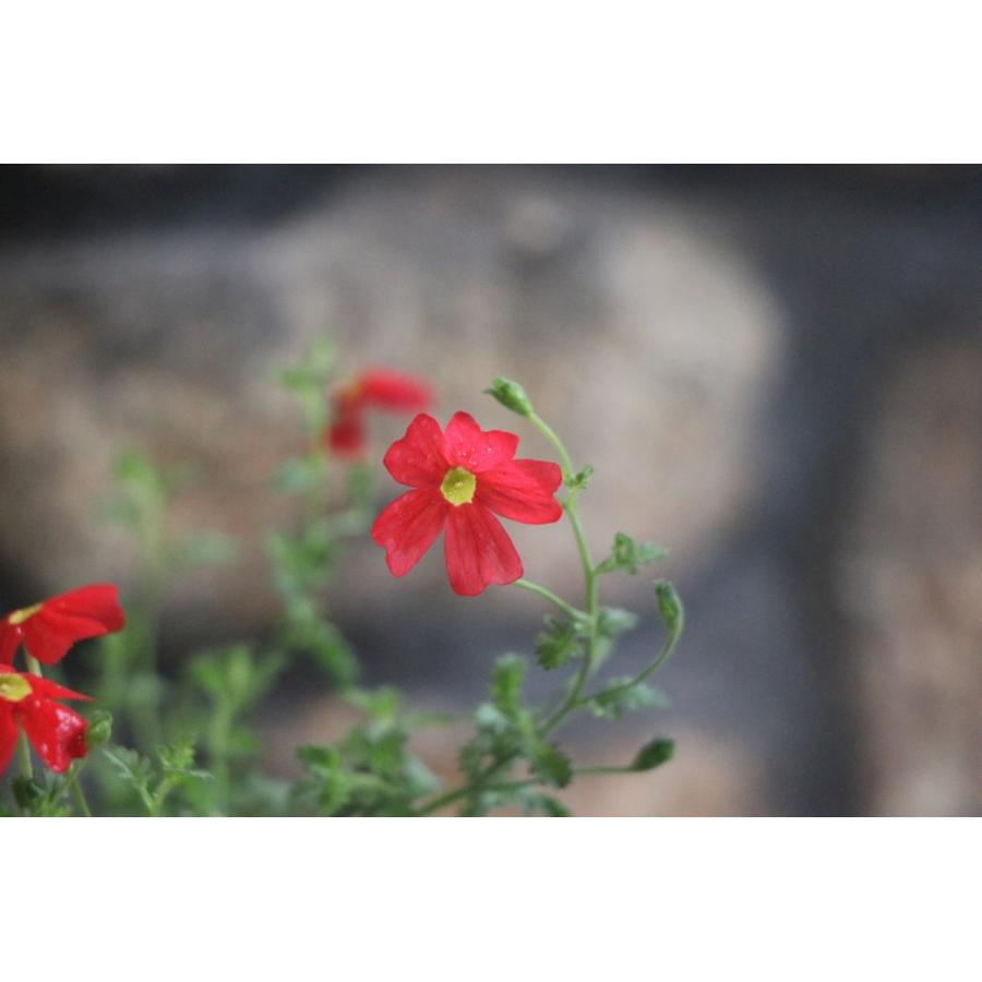 サンブリテニア スカーレット 3〜3.5号ポット苗 寄せ植え 花壇｜gp-yamacho｜08