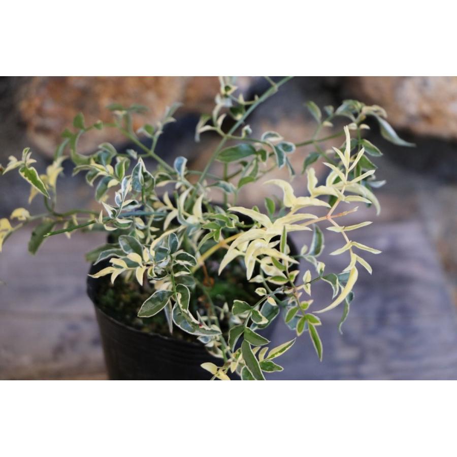 斑入り ハゴロモジャスミン ミルキーウェイ 2 5 3号ポット苗 寄せ植え 花壇 カラーリーフ Jasminumpolyanthum1 グリーンプラザ山長 通販 Yahoo ショッピング