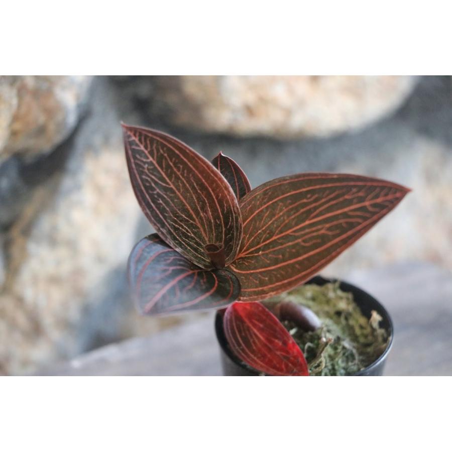 マコデス ジュエルオーキッド アネクトキルスロクスバーギー (レッド