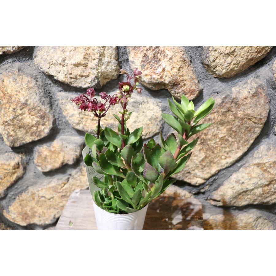 多肉植物 カランコエ 八重咲き ウェンディ サニーデイ 3号ポット苗 鉢