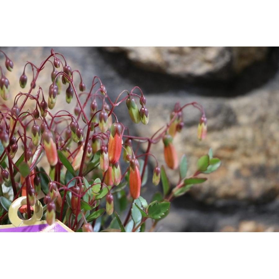 多肉植物 カランコエ エンゼルランプ 4号鉢 Kalanchoe2 グリーンプラザ山長 通販 Yahoo ショッピング