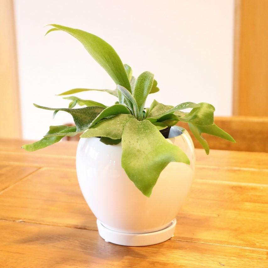 送料無料] コウモリラン (ビカクシダ) 陶器鉢植え ラウンド壺 白 S