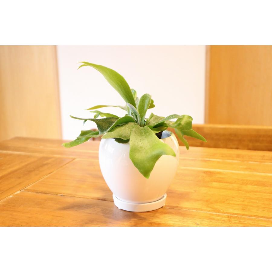 送料無料] コウモリラン (ビカクシダ) 陶器鉢植え ラウンド壺 白 S