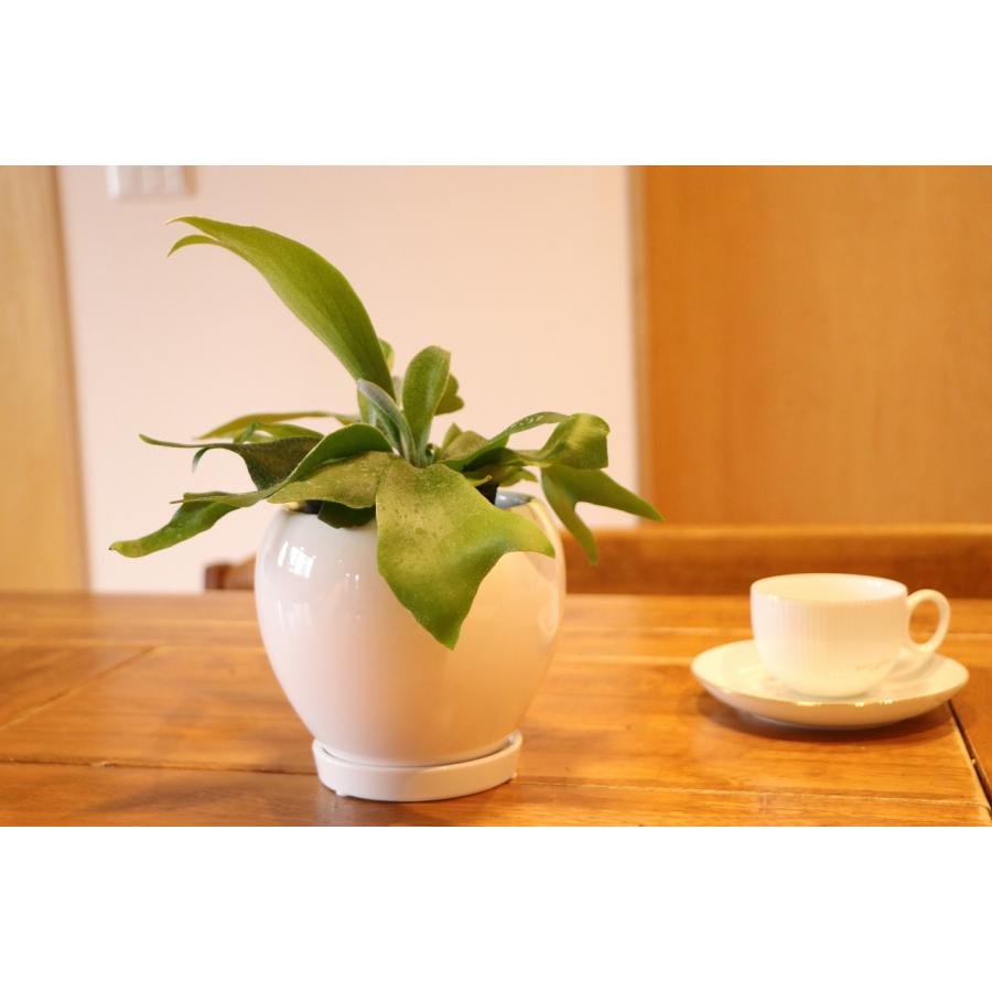 送料無料] コウモリラン (ビカクシダ) 陶器鉢植え ラウンド壺 白 S