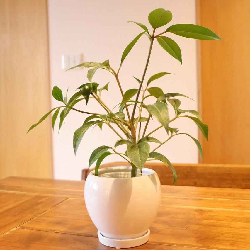 ツピタンサス ファイバー鉢 お皿付き 楽天市場】ツピタンサス（花・観葉植物｜花・ガーデン・DIY）の通販