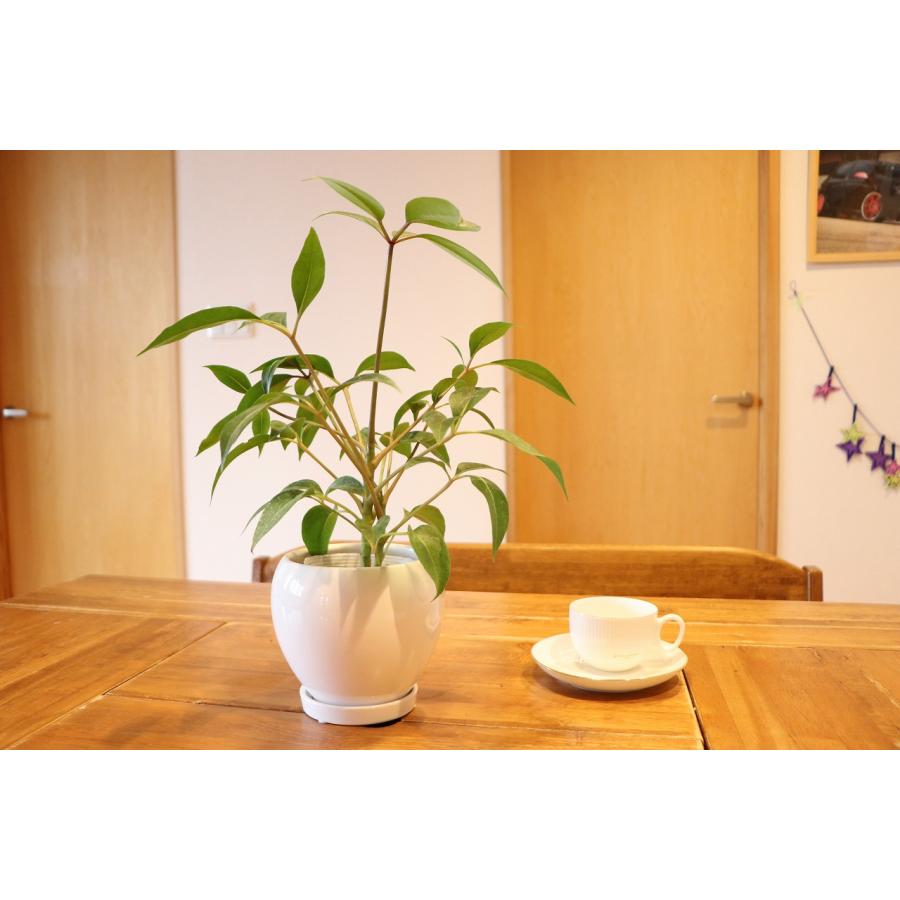 ツピタンサス ファイバー鉢 お皿付き 観葉植物：ツピタンサス*8号セラアート鉢 受皿付 バークチップ飾り
