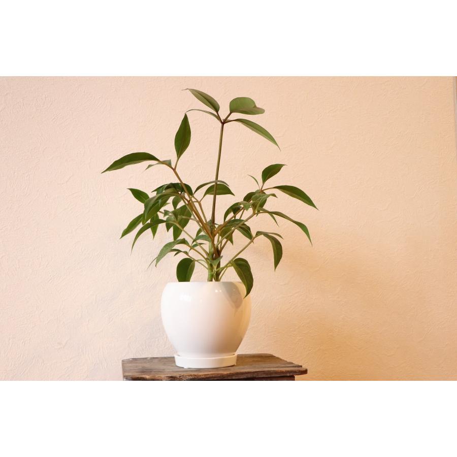 ツピタンサス ファイバー鉢 お皿付き 楽天市場】ツピタンサス（花・観葉植物｜花・ガーデン・DIY）の通販