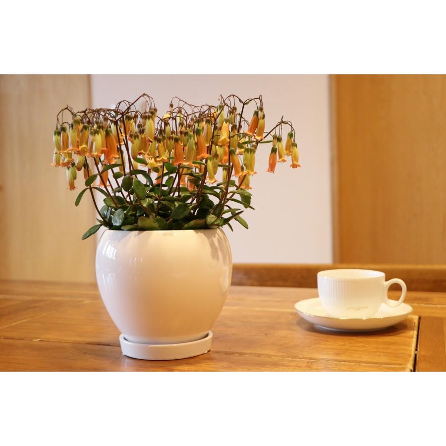 送料無料] カランコエ テッサ 陶器鉢植え ラウンド壺 白 Sサイズ