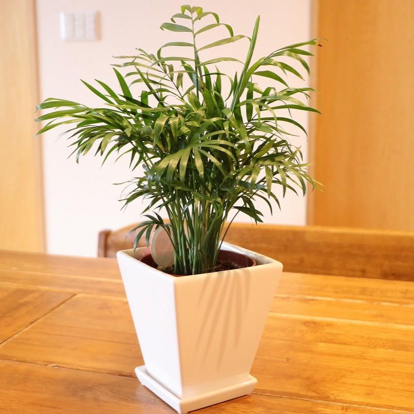 送料無料] テーブルヤシ 陶器鉢植え トールスクエア 白 Sサイズ 受け皿