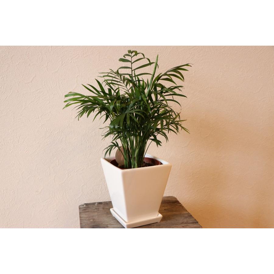 送料無料] テーブルヤシ 陶器鉢植え トールスクエア 白 Sサイズ 受け皿