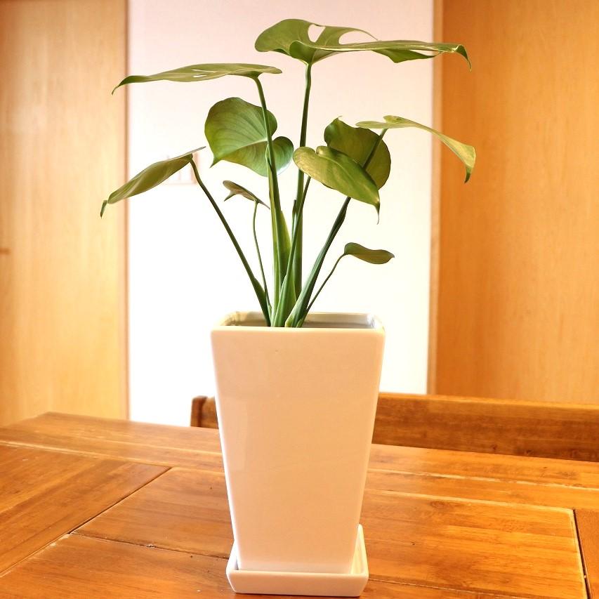 送料無料] モンステラ 陶器鉢植え トールスクエア 白 Lサイズ 受け皿