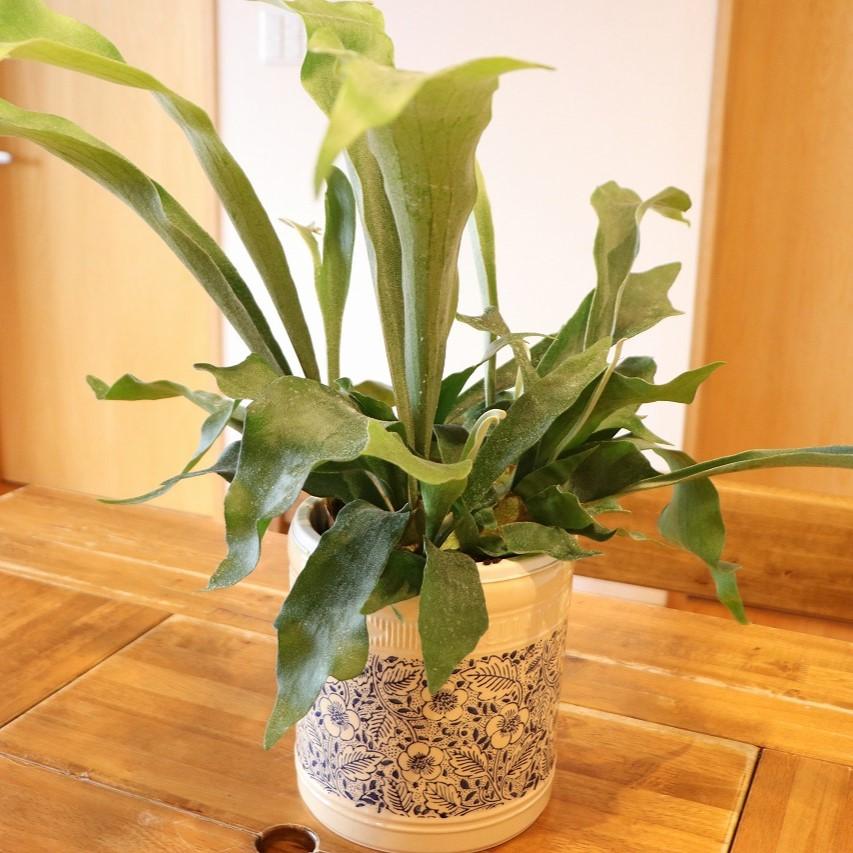 送料無料] コウモリラン (ビカクシダ) 陶器鉢植え ウイリアムモリス 