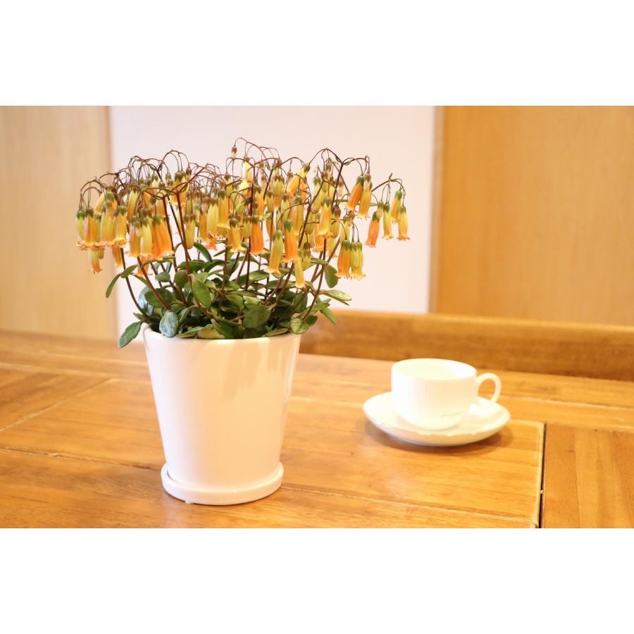 送料無料] カランコエ テッサ 陶器鉢植え ラウンド 白 Sサイズ 受け皿