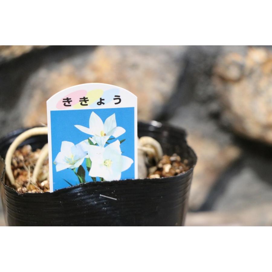 キキョウ 白花 大株 3.5〜4号ポット苗 桔梗 宿根草 : グリーンプラザ山