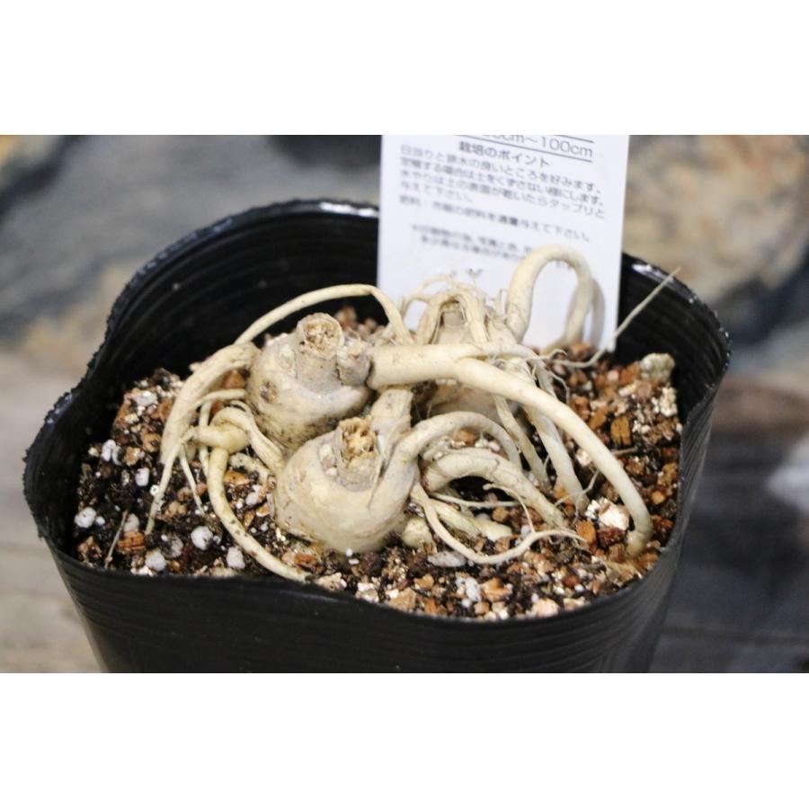 キキョウ 白花 大株 3.5〜4号ポット苗 桔梗 宿根草 : グリーンプラザ山
