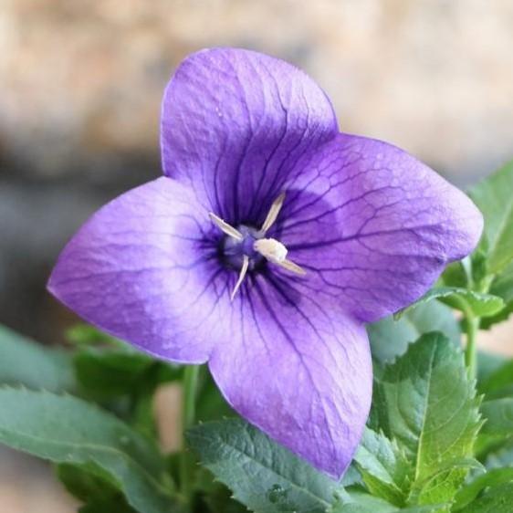 キキョウ アストラ ブルー 3号ロングポット苗 寄せ植え 花壇 Kikyou3 グリーンプラザ山長ヤフーショッピング店 通販 Yahoo ショッピング
