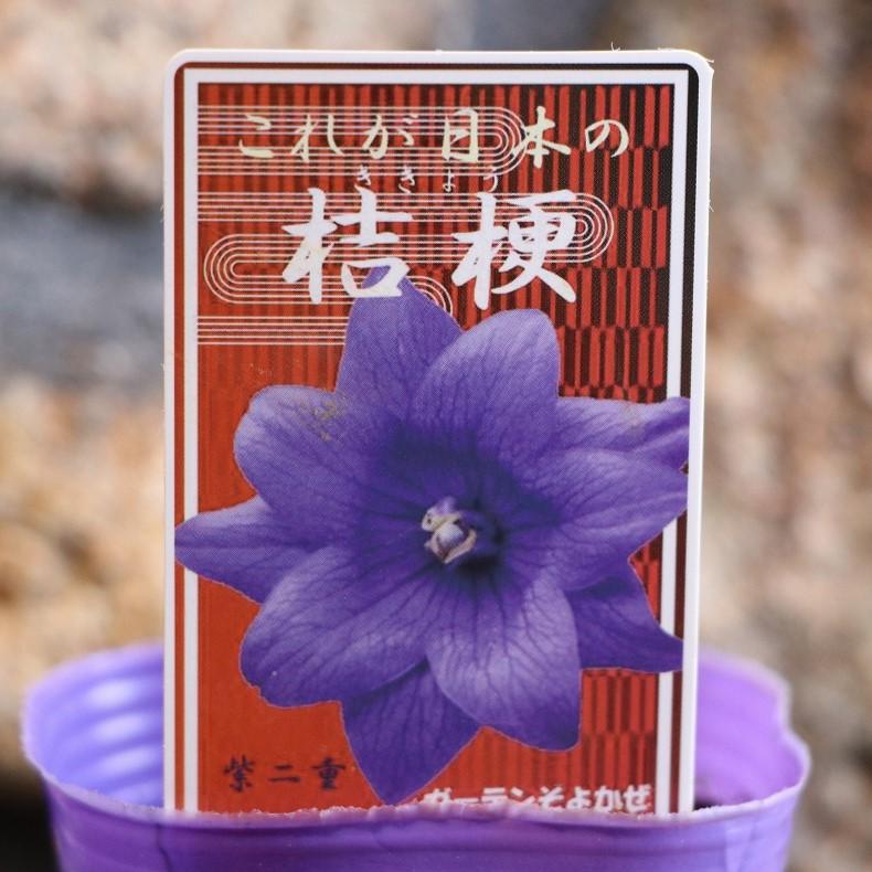 キキョウ 江戸の桔梗 花壇地錦抄 紫二重 3号ポット苗 これが日本の桔梗