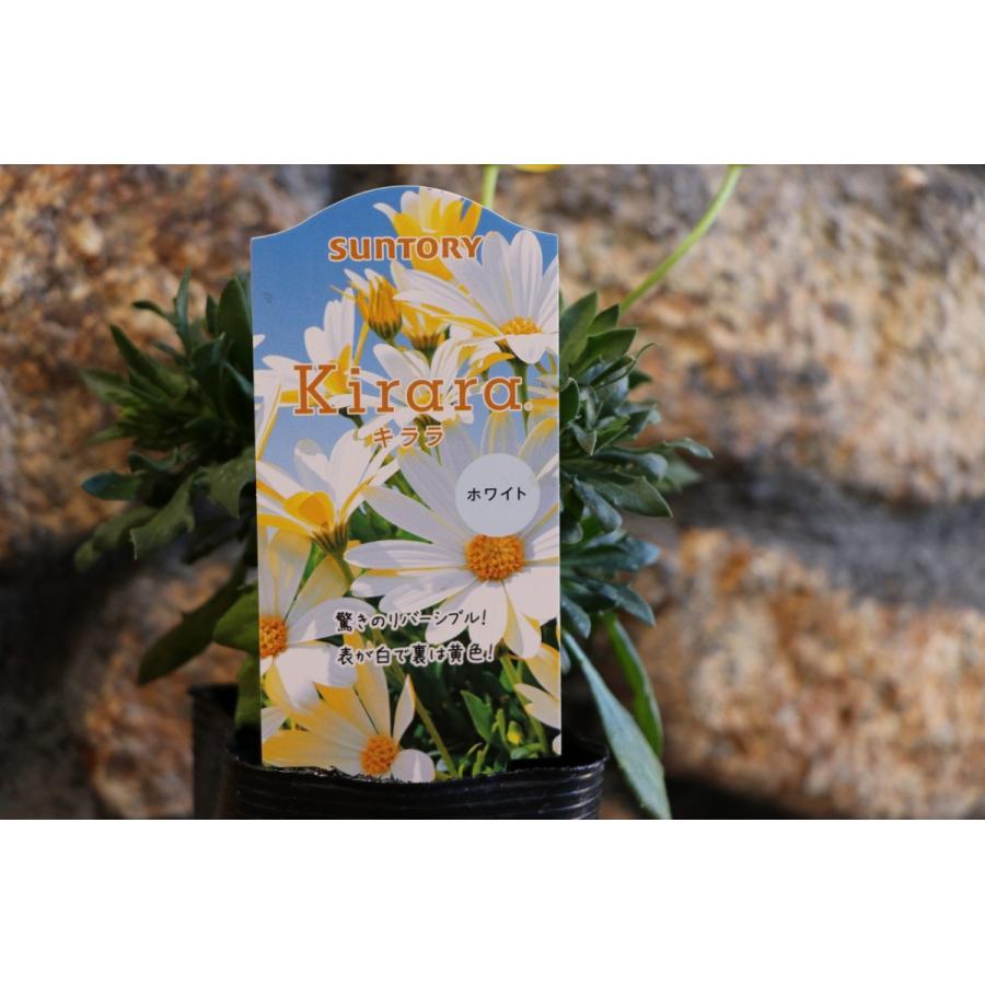 サントリー キララ ホワイト 3.5号ポット苗 オステオスペルマム 寄せ