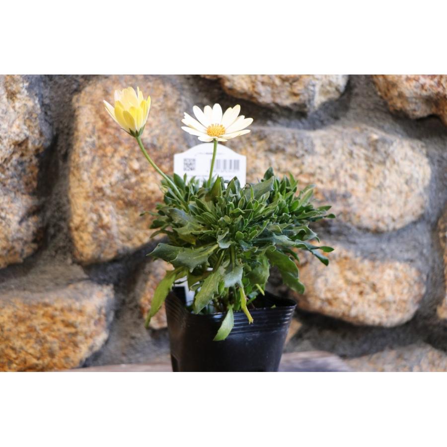 サントリー キララ ホワイト 3.5号ポット苗 オステオスペルマム 寄せ