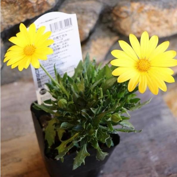 サントリー キララ イエロー 3.5号ポット苗 オステオスペルマム 寄せ