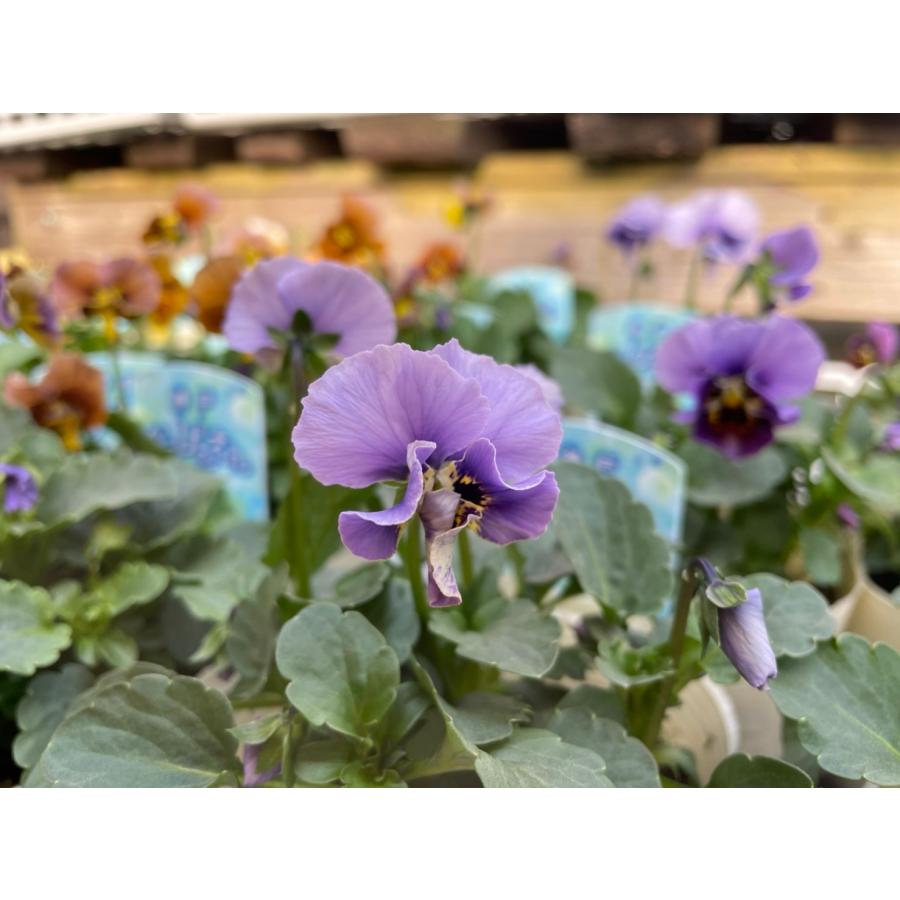 ビオラ 神戸べっぴんさん 湖蒼うみ アンティークブルーミックス 3.5号