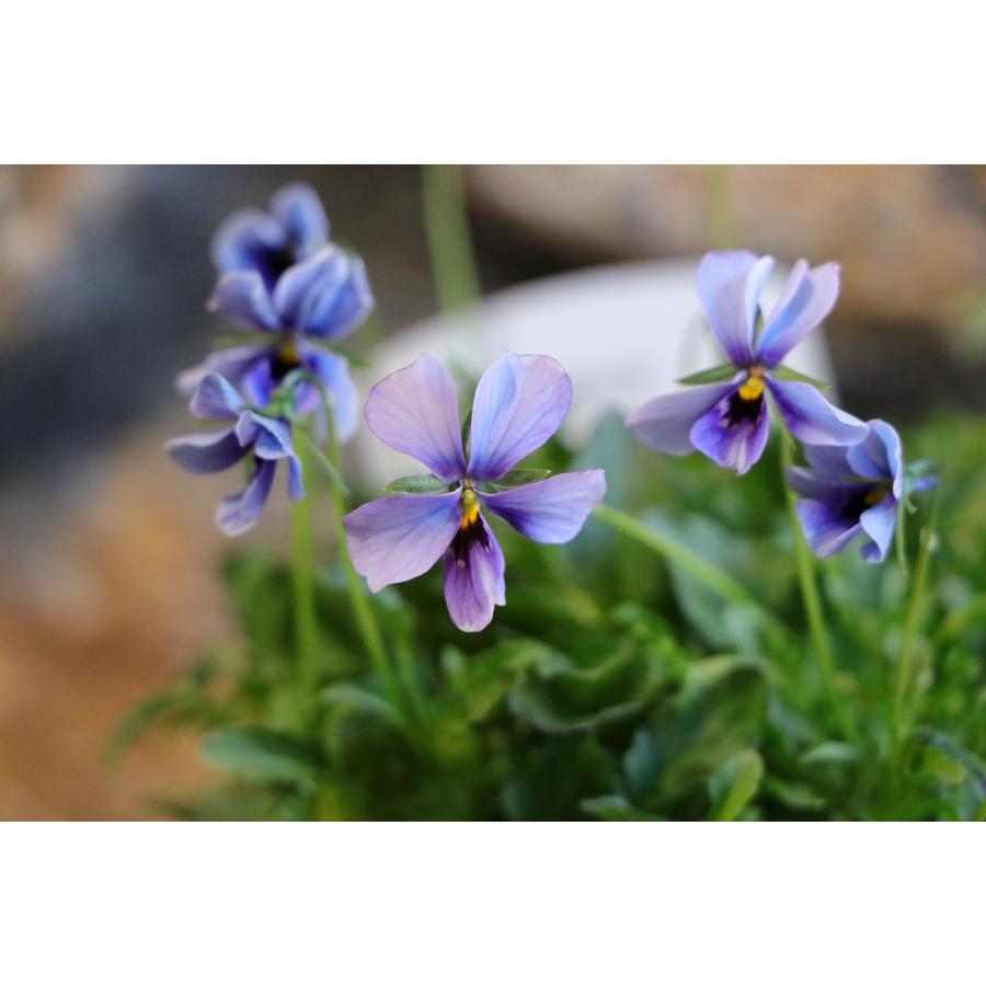 ビオラ 神戸べっぴんさん ブルージャスミン アソート 3.5号ポット苗