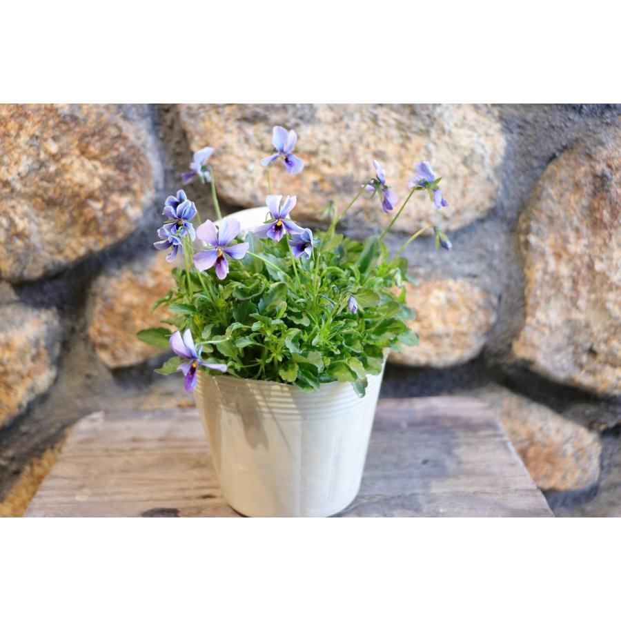 ビオラ 神戸べっぴんさん ブルージャスミン アソート 3.5号ポット苗