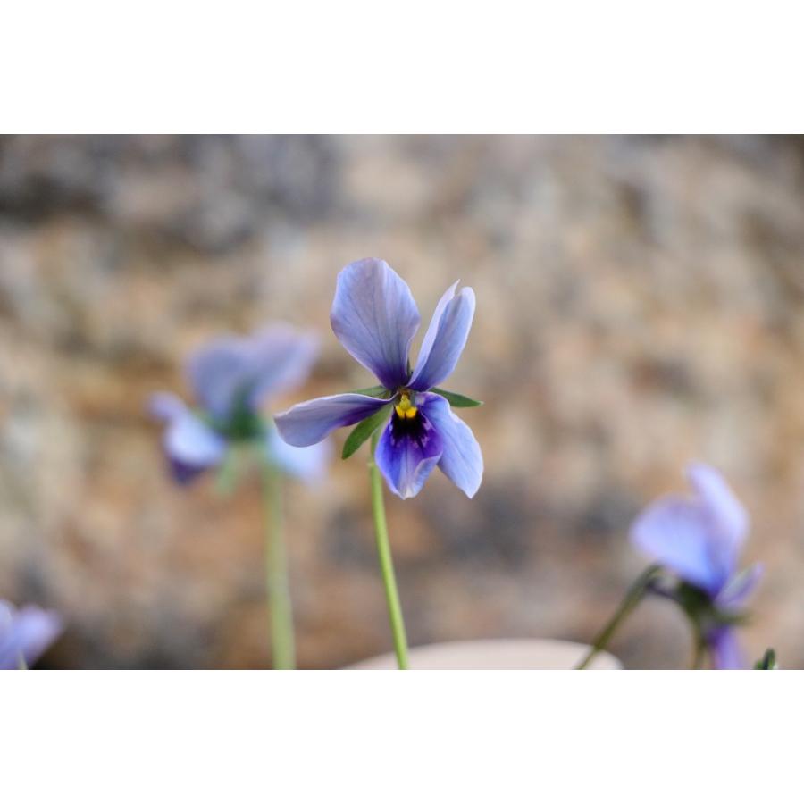 ビオラ 神戸べっぴんさん ブルージャスミン アソート 3.5号ポット苗