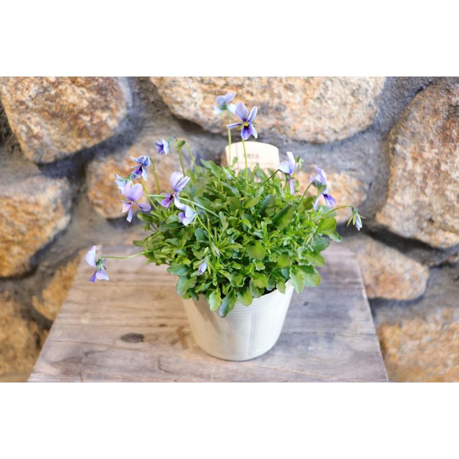 鉢花 BlueMN ビオラ 神戸べっぴんさん ブルージャスミン アソート 3.5号ポット苗