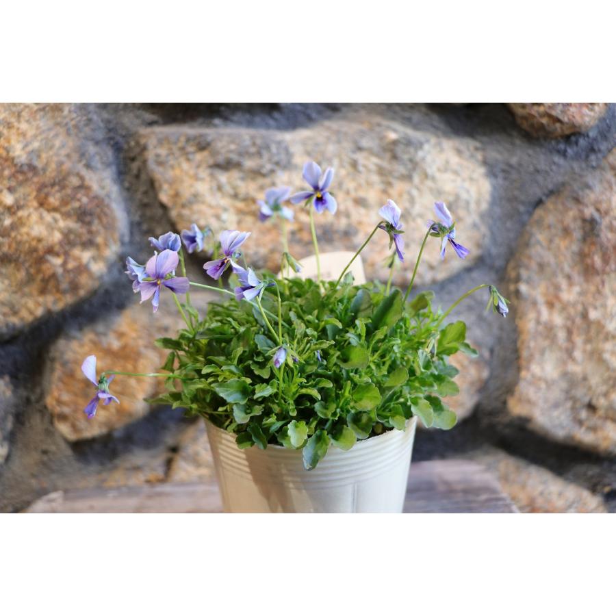 ビオラ 神戸べっぴんさん ブルージャスミン アソート 3.5号ポット苗