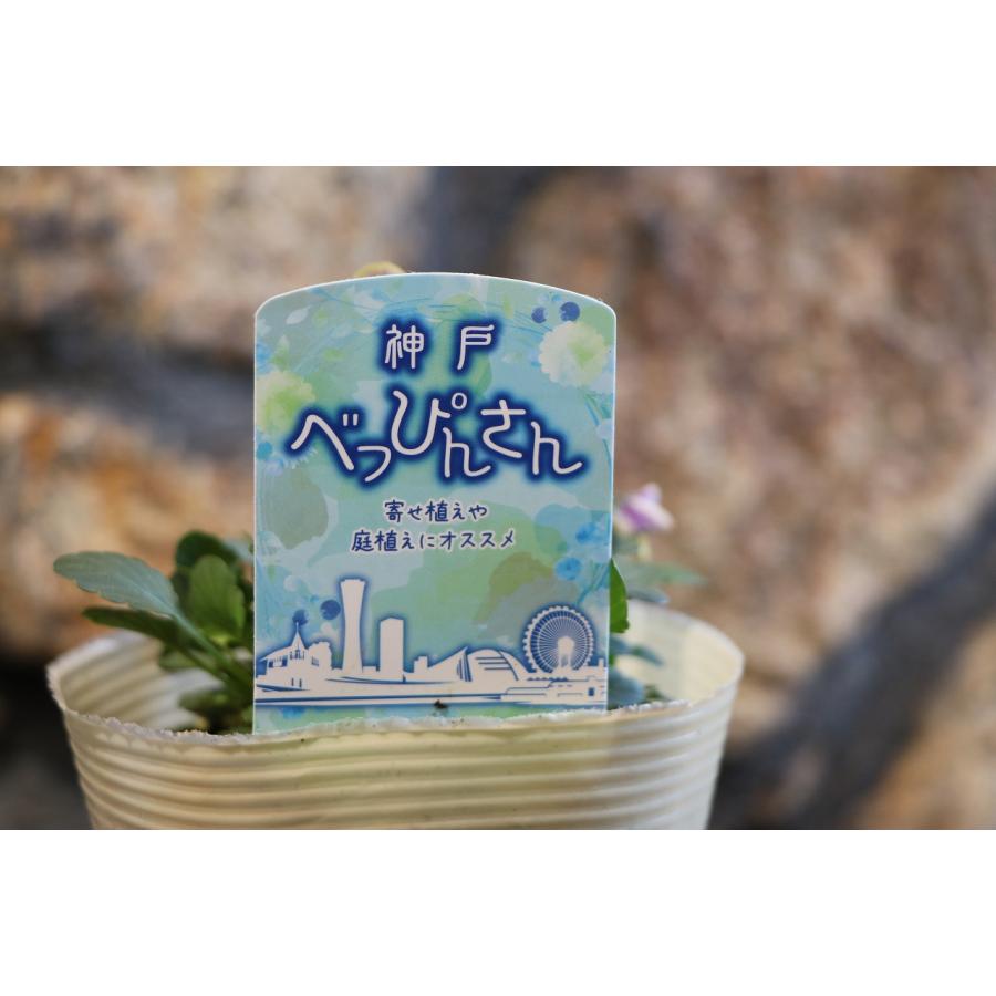 ビオラ 神戸べっぴんさん 夢紡ぎ アソート 3.5号ポット苗 寄せ植え