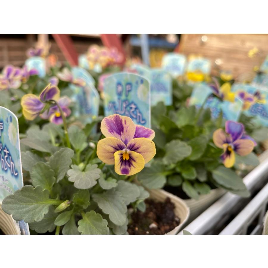 ビオラ 神戸べっぴんさん 夢紡ぎ アソート 3.5号ポット苗 寄せ植え