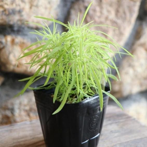 コキア 3号ポット苗 ホウキグサ 寄せ植え 花壇 Kochia1 グリーンプラザ山長 通販 Yahoo ショッピング